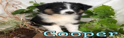 Mixed Breed dogs for sale: Mixed Breed 2 - Ad 1