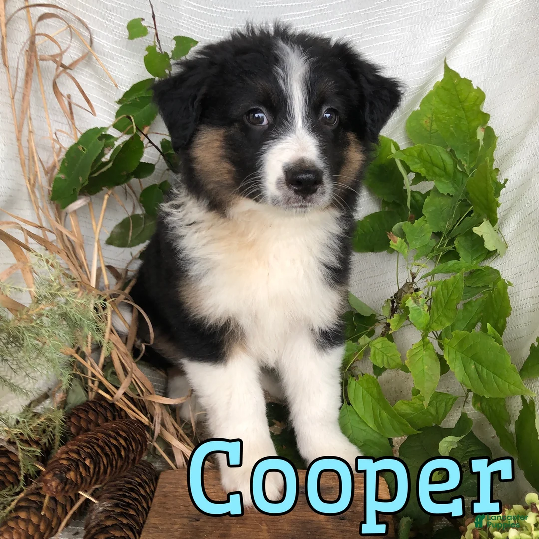 Mixed Breed dogs for sale: Mixed Breed 2 - Ad 1