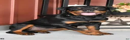 Rottweiler dogs for sale: Rottweiler 1 - Ad 3