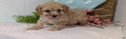 Miniature Poodle dogs for sale: Zeus - Ad 4