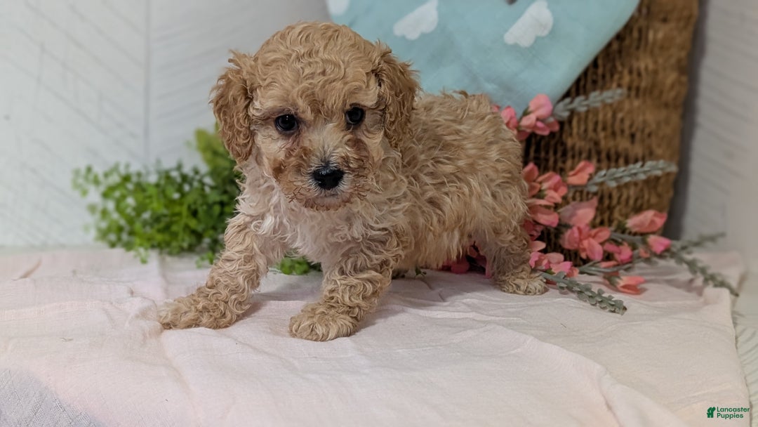 Miniature Poodle dogs for sale: Zeus - Ad 4