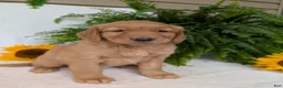 Golden Retriever dogs for sale: Liberty  - Ad 4