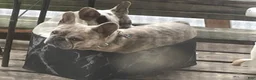 French Bulldog dogs for sale: French Bulldog Puppy 8 (standard fur Merle tri) - Ad 20