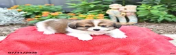 Mixed Breed dogs for sale: Buddy - Ad 4