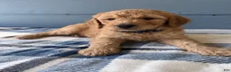 Goldendoodle dogs for sale: Black Boy - Ad 4
