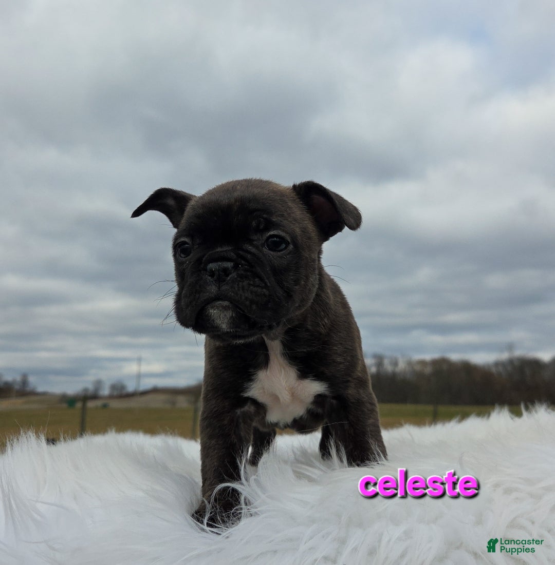 Frenchton dogs for sale: Celeste  - Ad 3