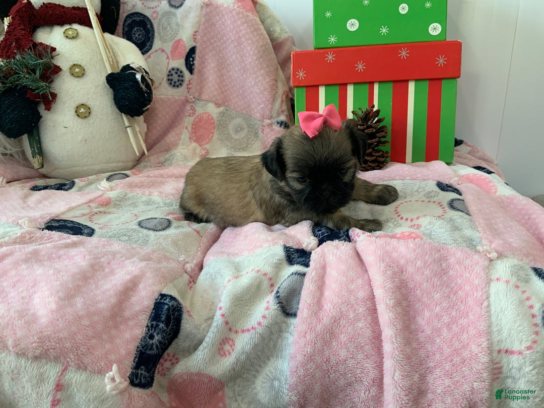Shih Tzu dogs for sale: TALLIE - Ad 5