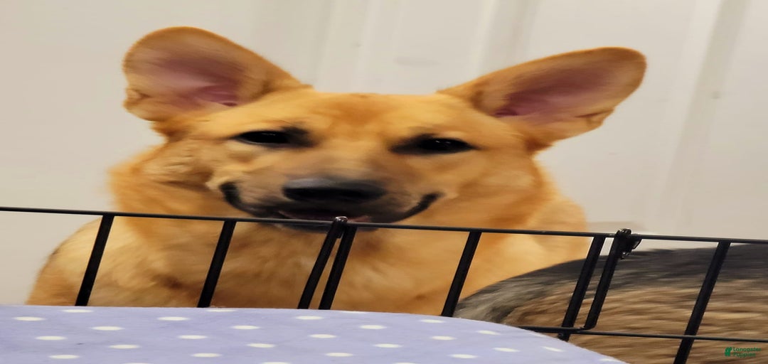 Gallery Image {{count}}