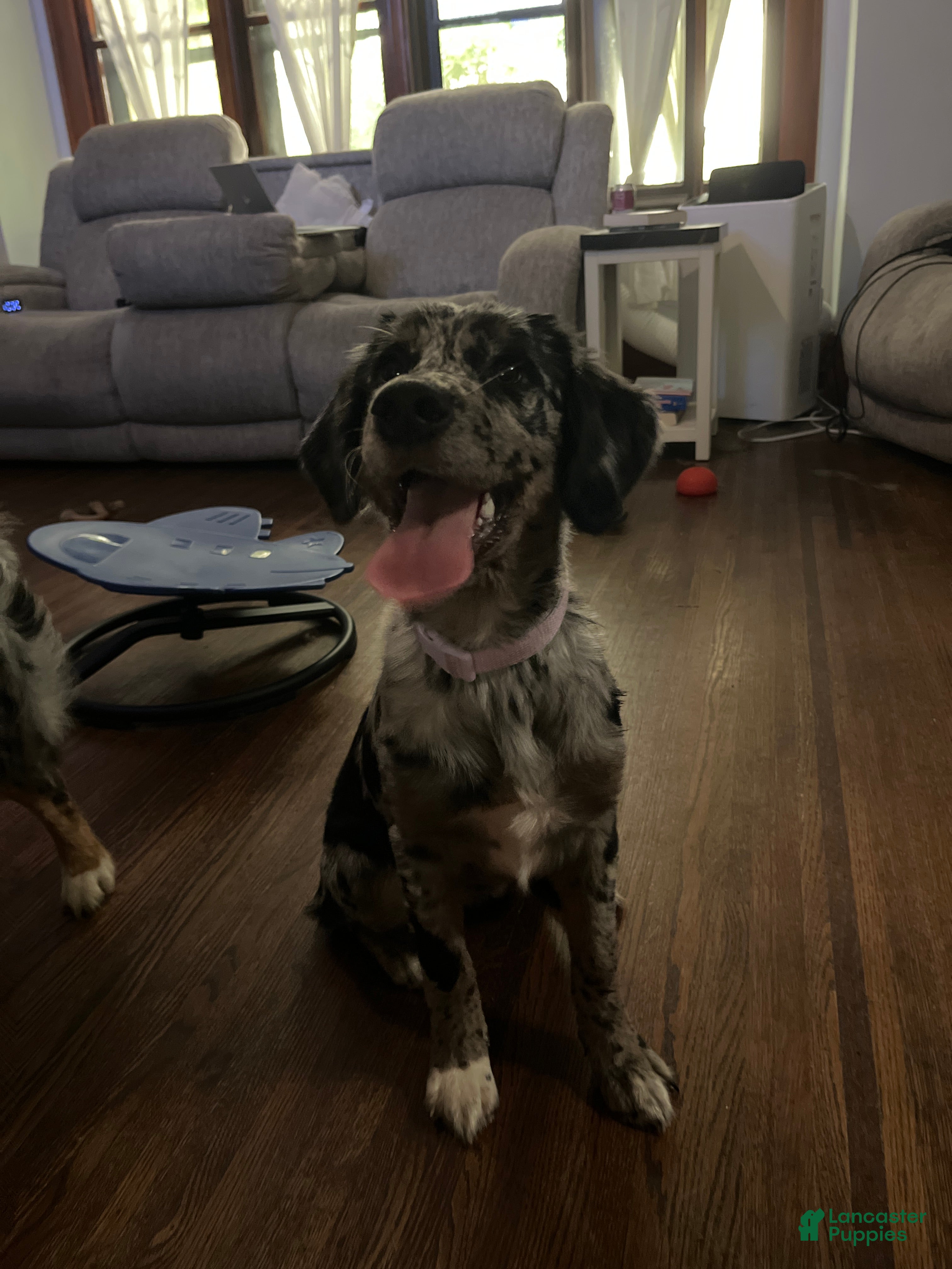 Mixed Breed dogs Maggie Mae  - Ad 2