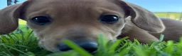 Mixed Breed dogs for sale: Classic Dorgi Female - Corgi & Dachshund Mix - Ad 5