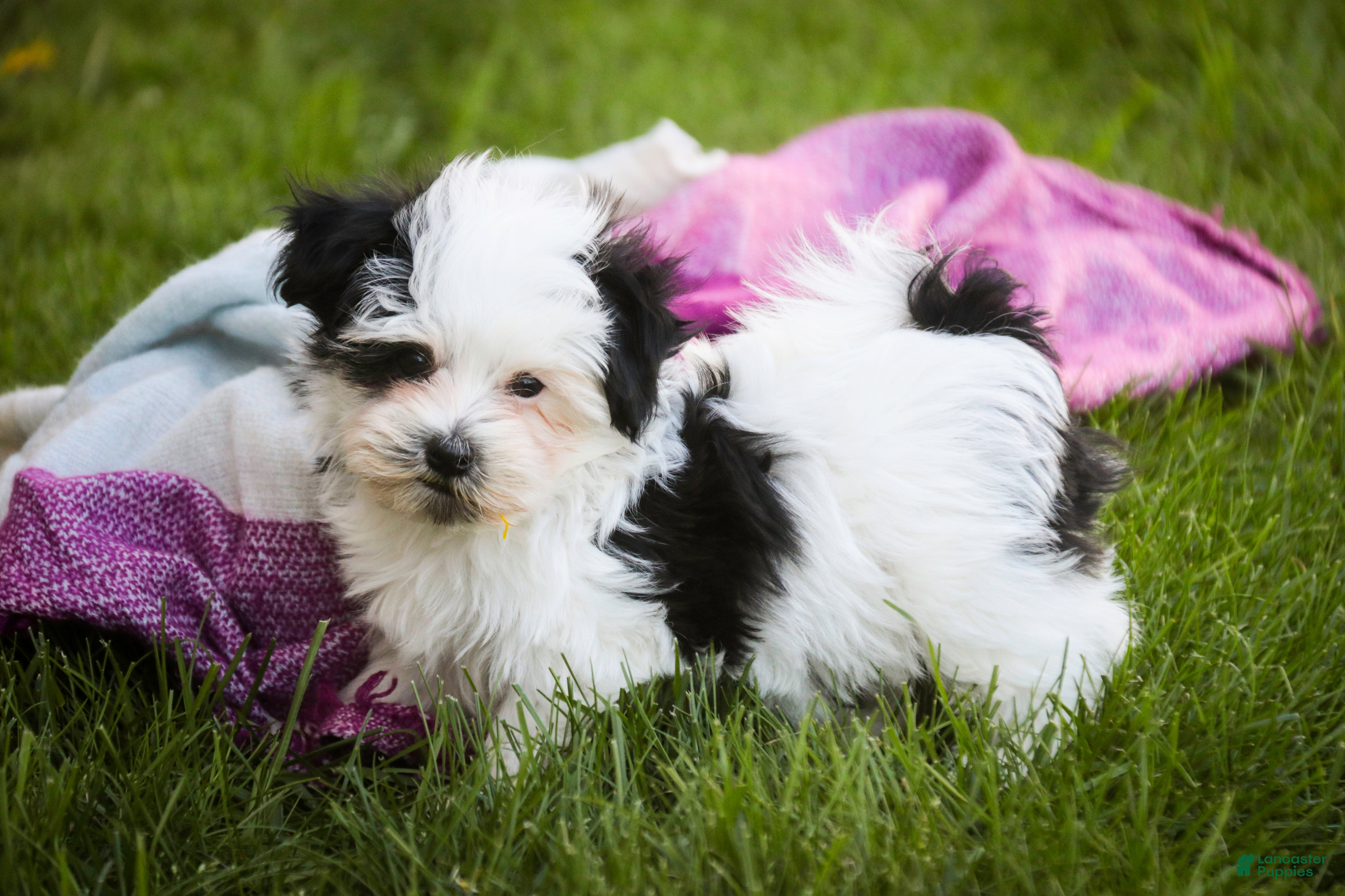 Havanese dogs for sale: Precious - Ad 5