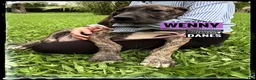 Great Dane dogs for sale: Wenny - Ad 12