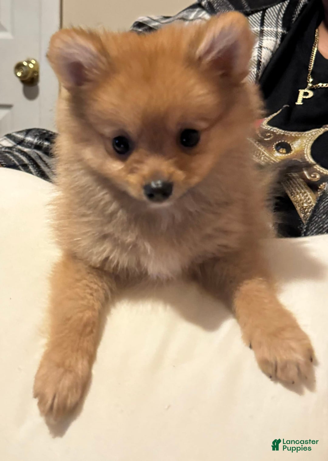 Gallery Image {{count}}