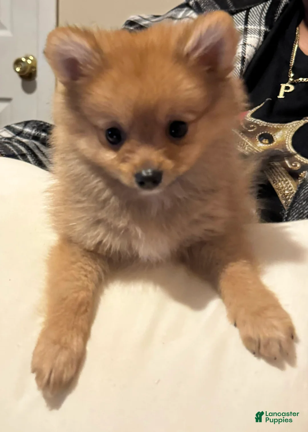 Gallery Image {{count}}