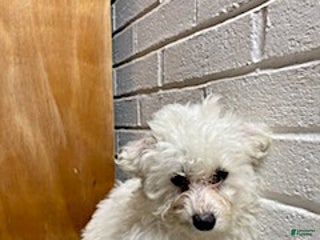 Bichon Frise dogs Randy - Ad 34