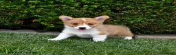 Welsh Corgi Pembroke dogs for sale: Pretzel - Ad 5