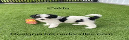 Mini Bernedoodle dogs for sale: Zelda tiny/toy - Ad 4