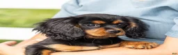 Cavalier King Charles Spaniel dogs for sale: Waldo - Ad 6