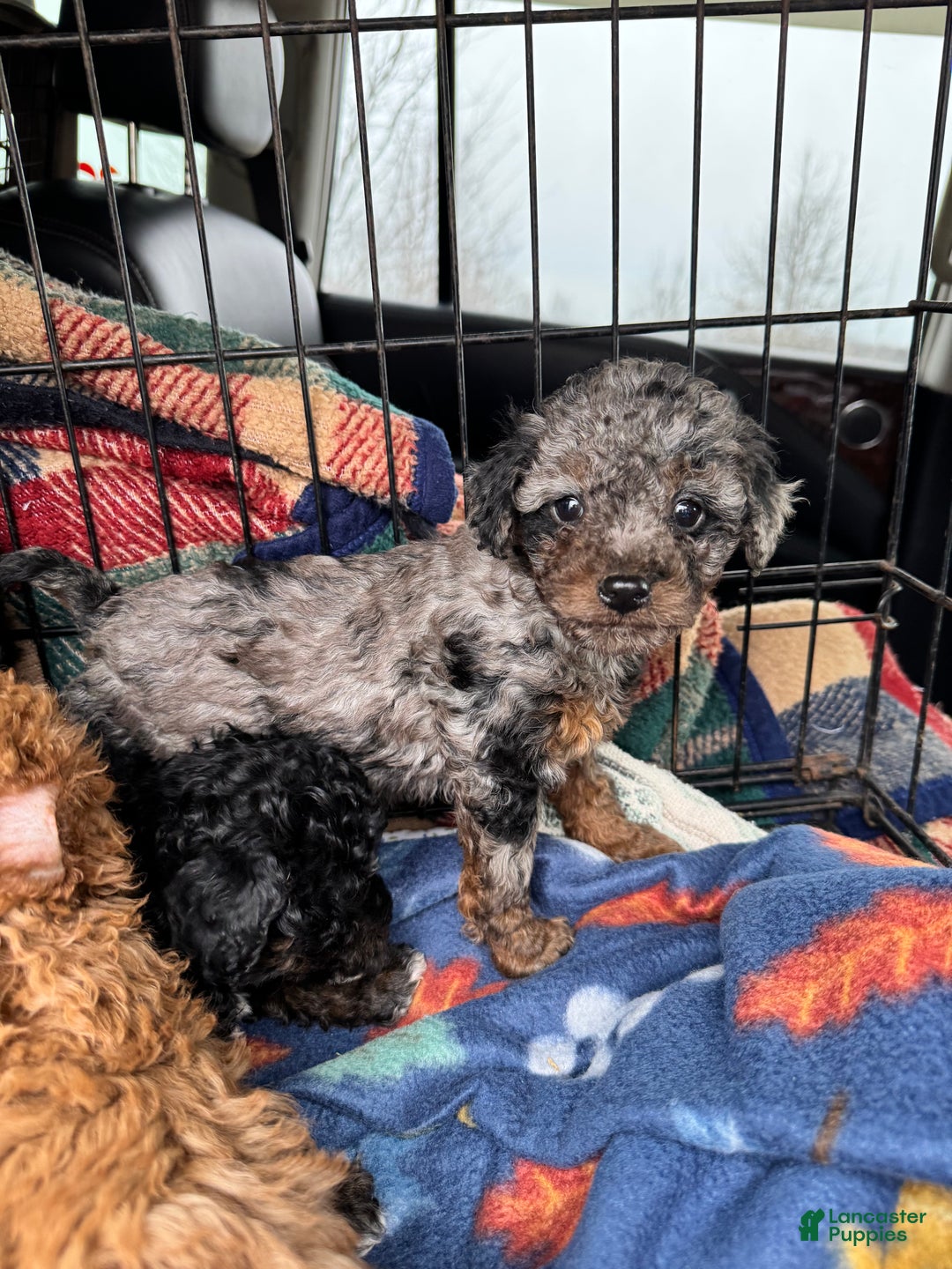 Toy Poodle dogs for sale: Danny teacup - Ad 9