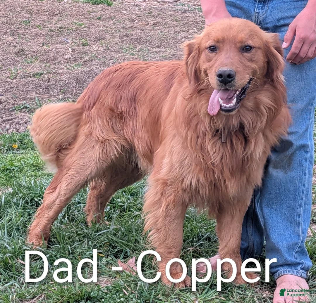 Golden Retriever dogs for sale: Birch - Ad 3