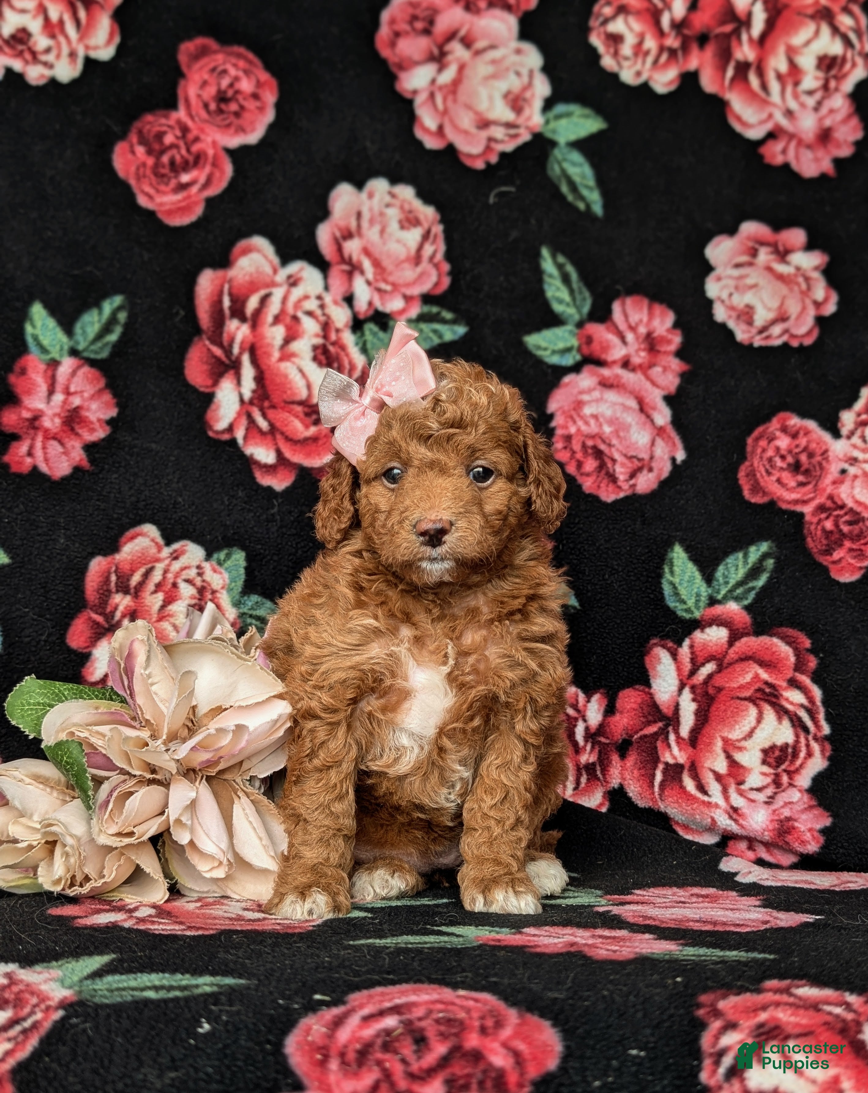 Mini Goldendoodle dogs Teva 9 lbs Full Grown - Ad 2