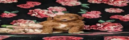 Mini Goldendoodle dogs for sale: Teva 9 lbs Full Grown - Ad 2