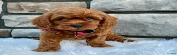 Cavapoo dogs for sale: Snickers - Ad 3
