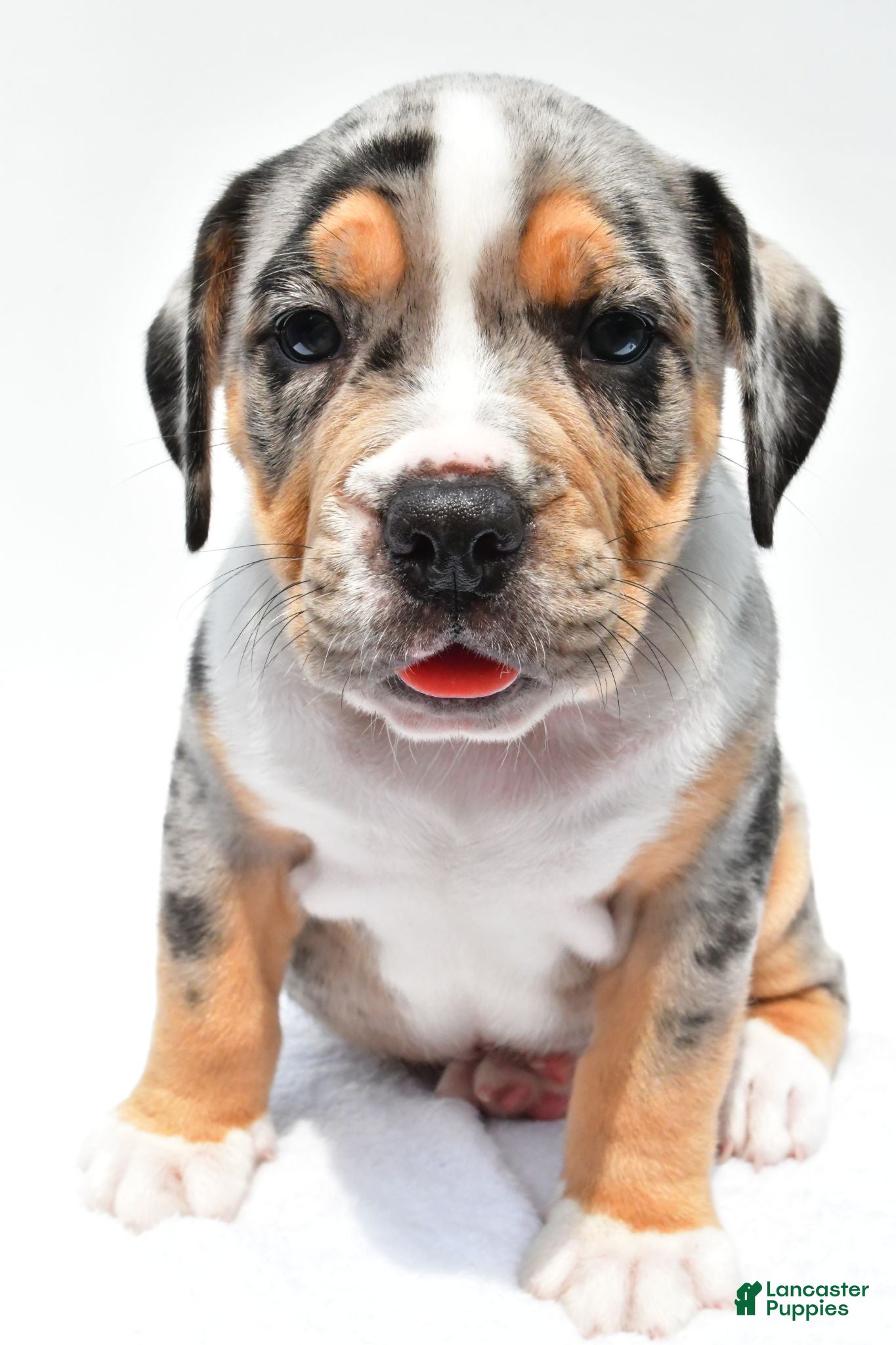 Beabull dogs Carson - Ad 2