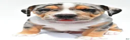 Beabull dogs for sale: Carson - Ad 2