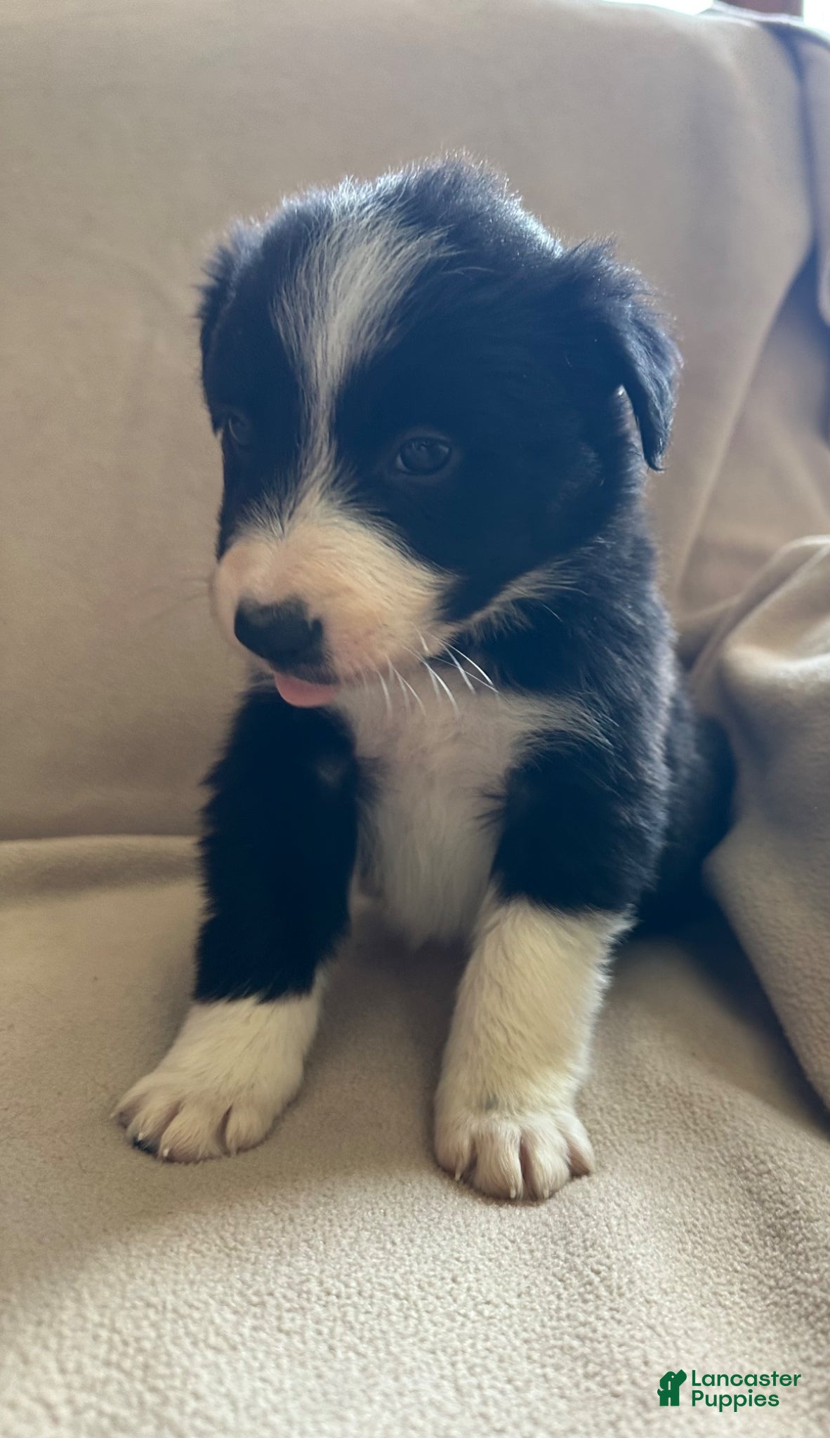 Border Collie dogs Border Collie Puppy 2 - Ad 21
