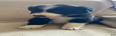 Border Collie Puppy 2