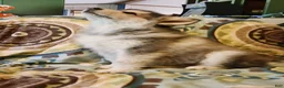 Alaskan Malamute dogs for sale: Alaskan Malamute Puppy 4 - Ad 5