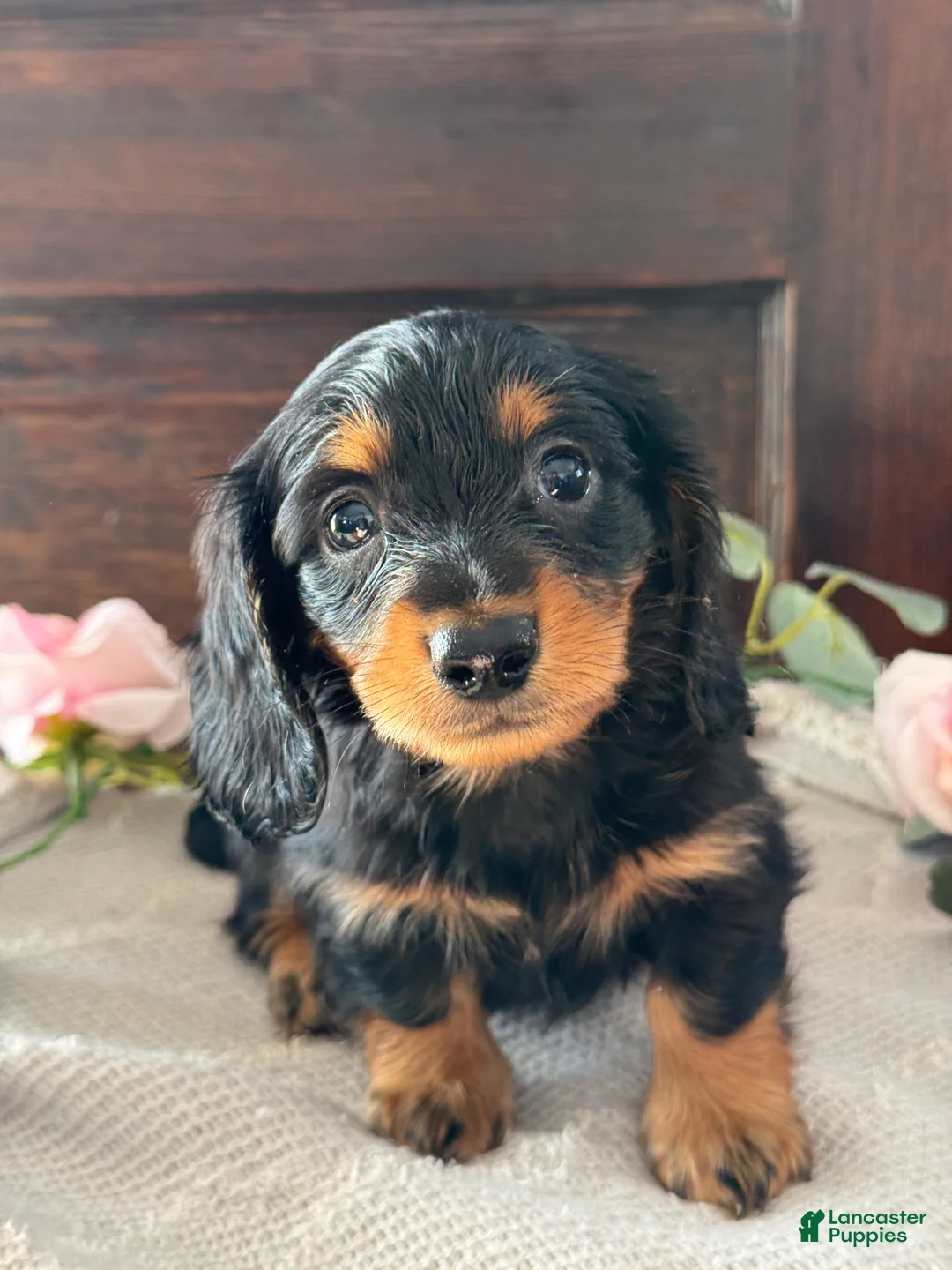 Miniature Dachshund dogs for sale: Monty - Ad 4