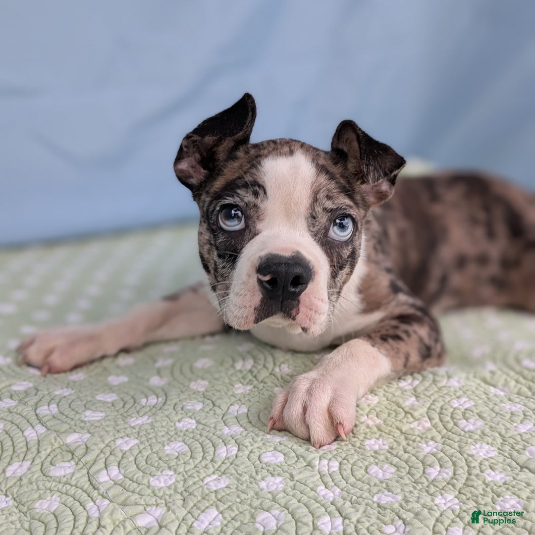 Boston Terrier dogs for sale: Merlin - Ad 2