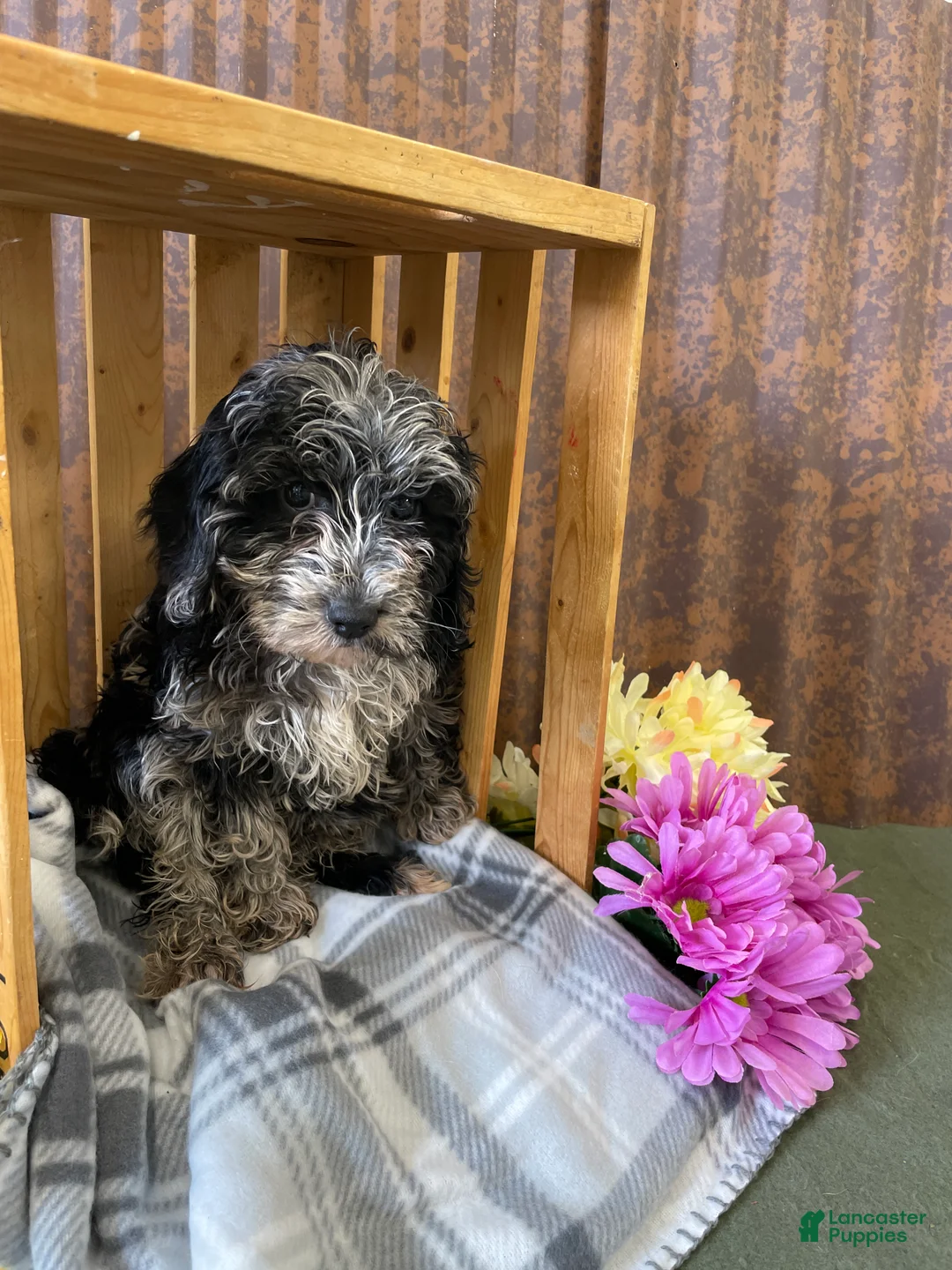 Mini Goldendoodle dogs for sale: Ginger - Ad 2