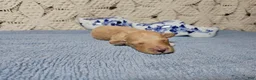 Mini Goldendoodle dogs for sale: Tarragon - Ad 9
