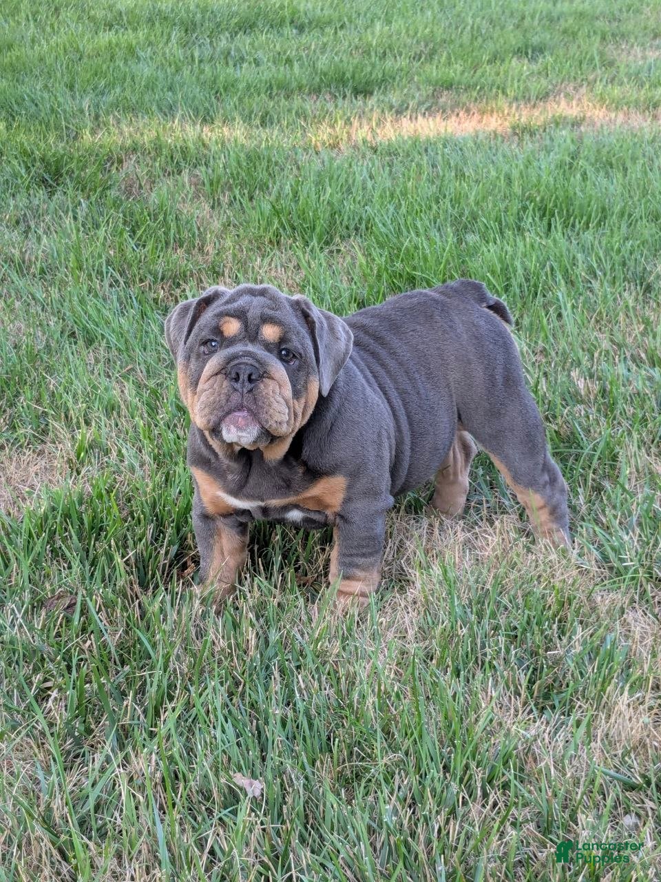 English Bulldog dogs Shantell - Ad 1