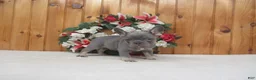 French Bulldog dogs for sale: AKC Sammy - Ad 3