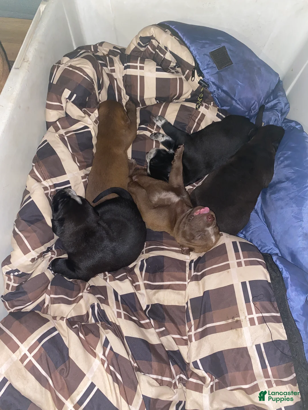 Mixed Breed dogs for sale: Biggie - Ad 2