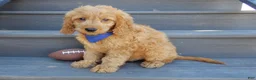 Goldendoodle dogs for sale: Logan-MEDIUM - Ad 3