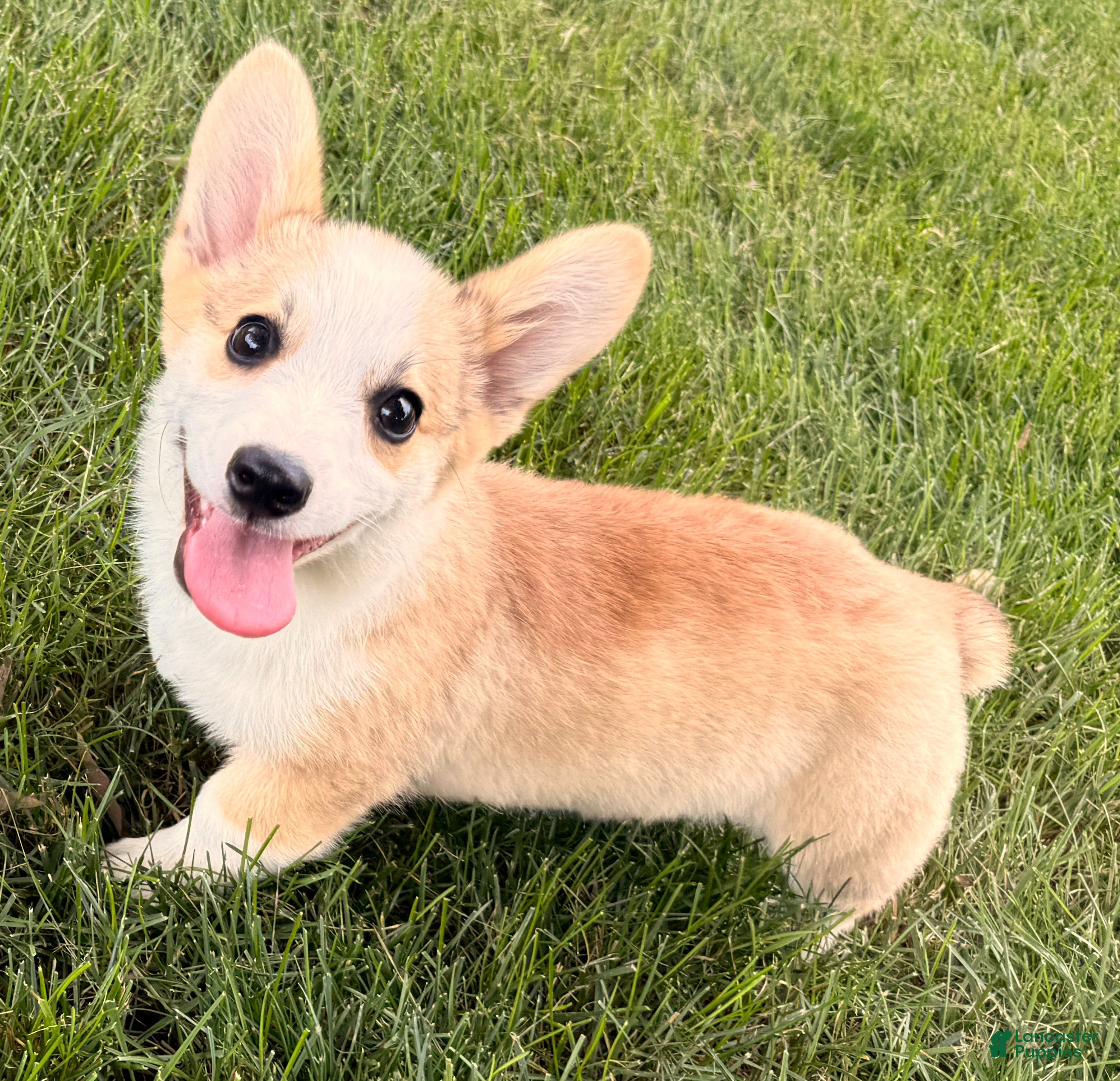 Welsh Corgi Pembroke dogs DEXER - Ad 1