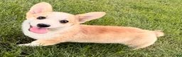 Welsh Corgi Pembroke dogs for sale: DEXER - Ad 1