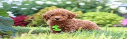 Miniature Poodle dogs for sale: Leo - Ad 9