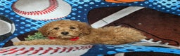 Miniature Poodle dogs for sale: Chad - Ad 4