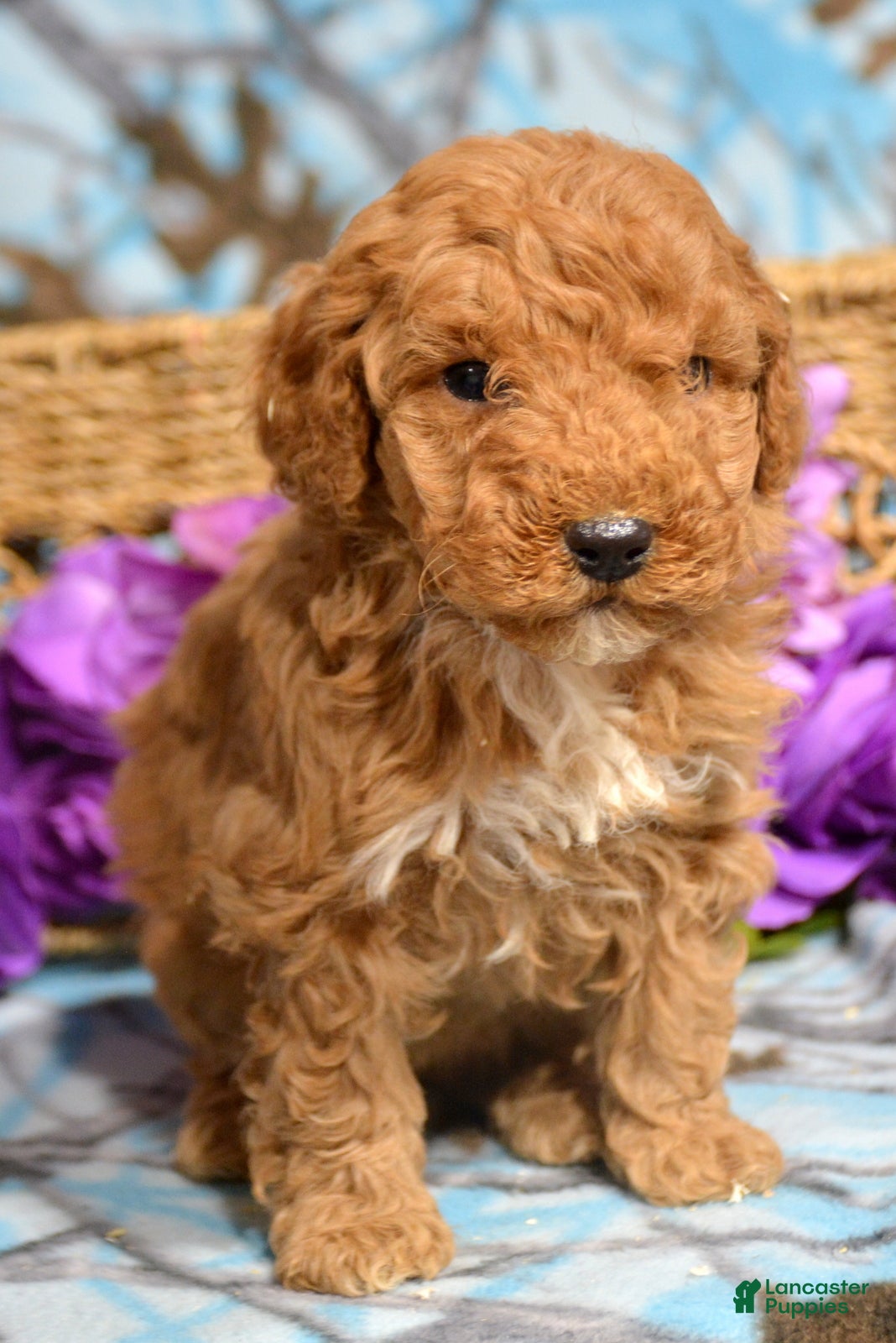 Miniature Poodle dogs Miniature Poodle Puppy 4 Paula - Ad 27