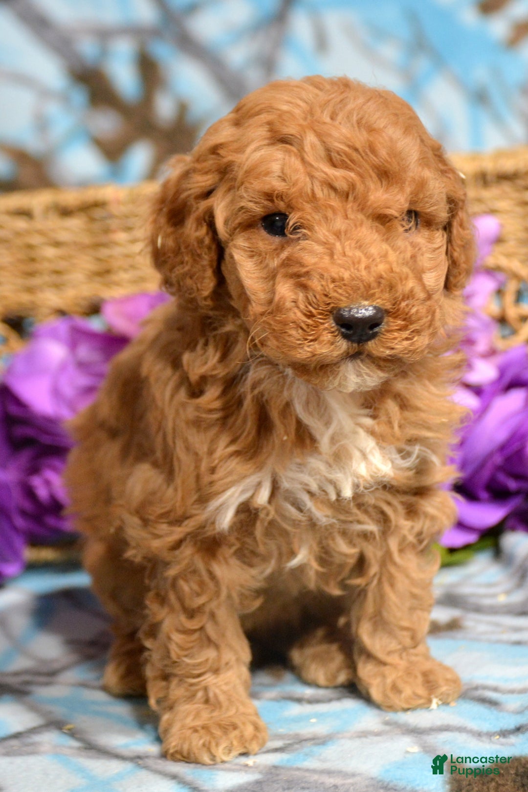 Miniature Poodle dogs for sale: Miniature Poodle Puppy 4 Paula - Ad 1