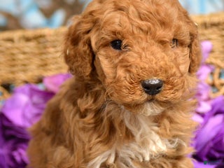 Miniature Poodle dogs Miniature Poodle Puppy 4 Paula - Ad 27