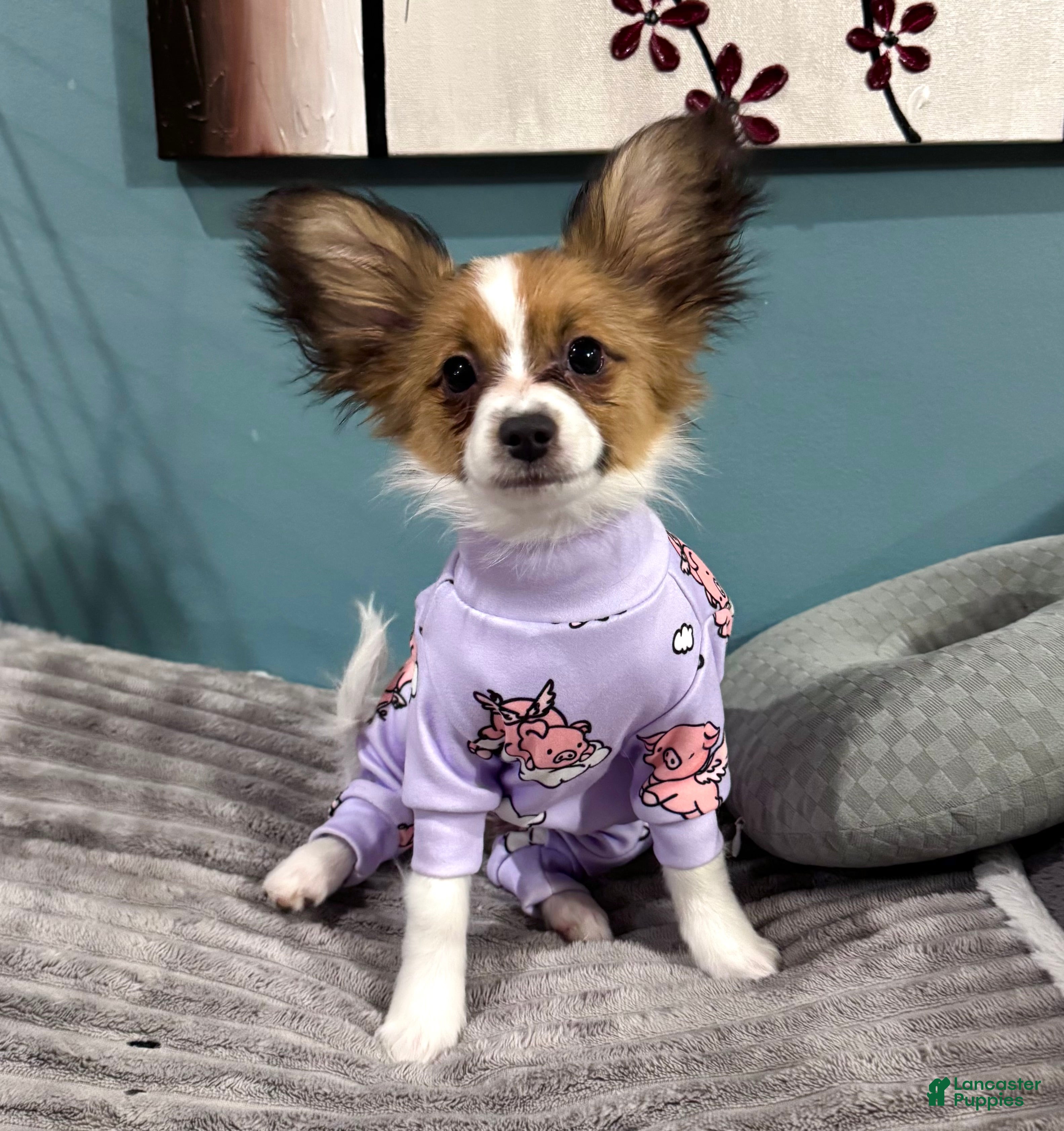 Papillon dogs Ember - Ad 2