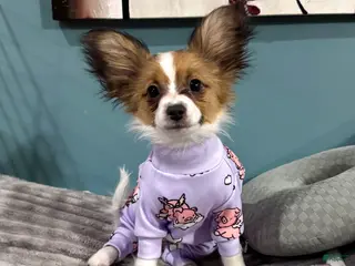 Papillon dogs Ember - Ad 2