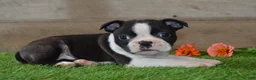 Boston Terrier dogs for sale: Bentley - Ad 3